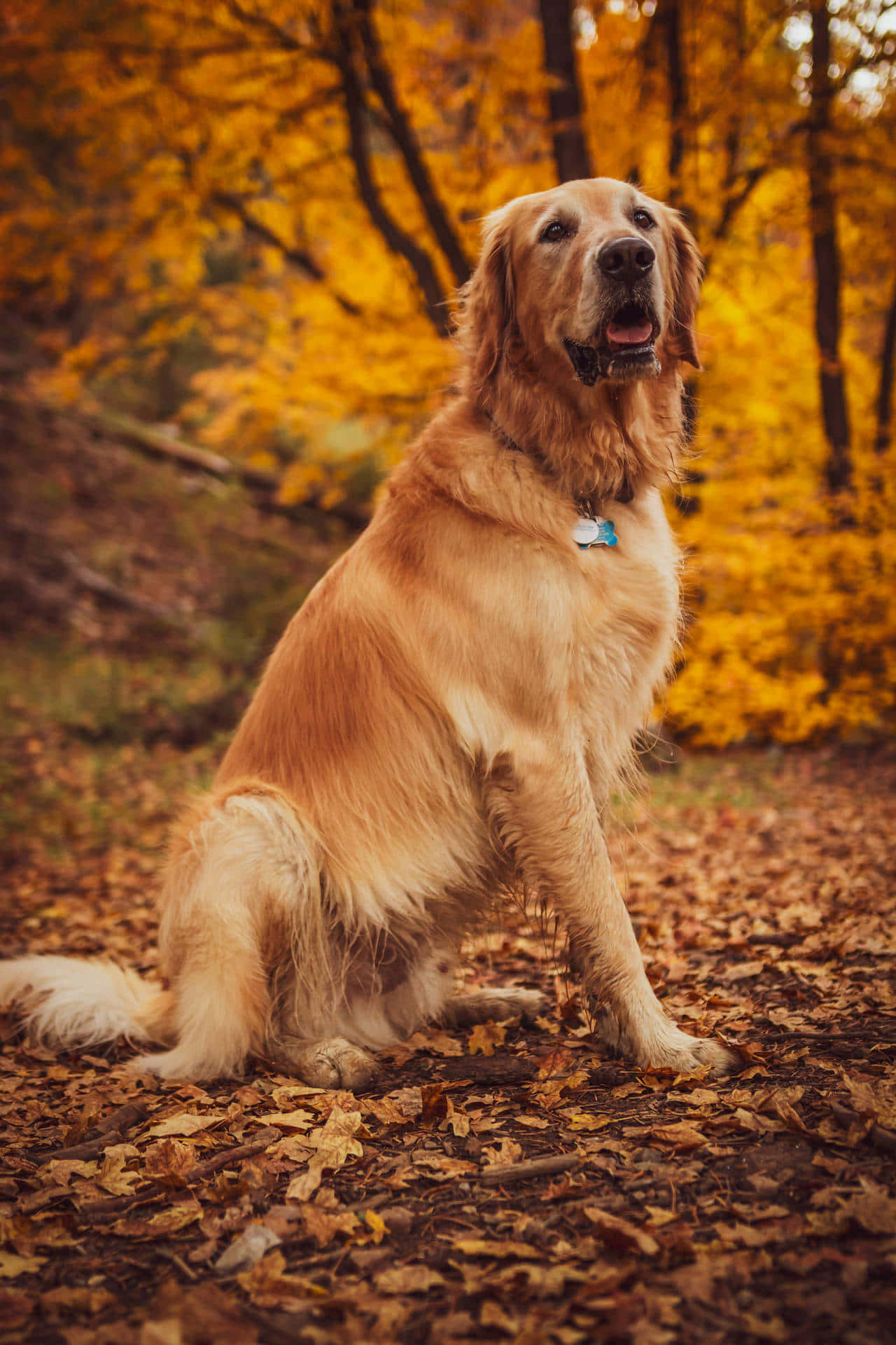 Sfondoper Computer O Cellulare Con Golden Retriever.