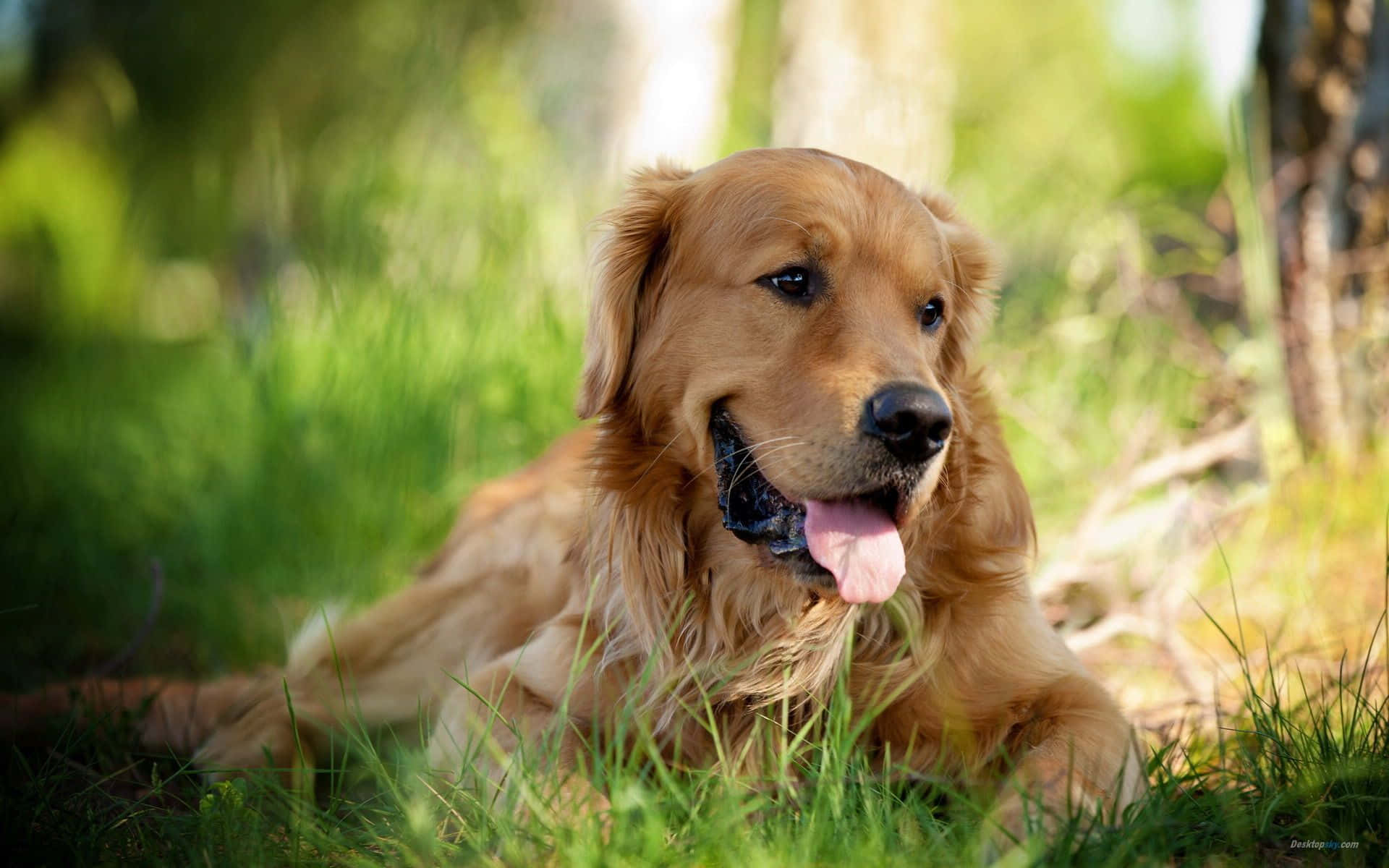 Golden Retriever Background