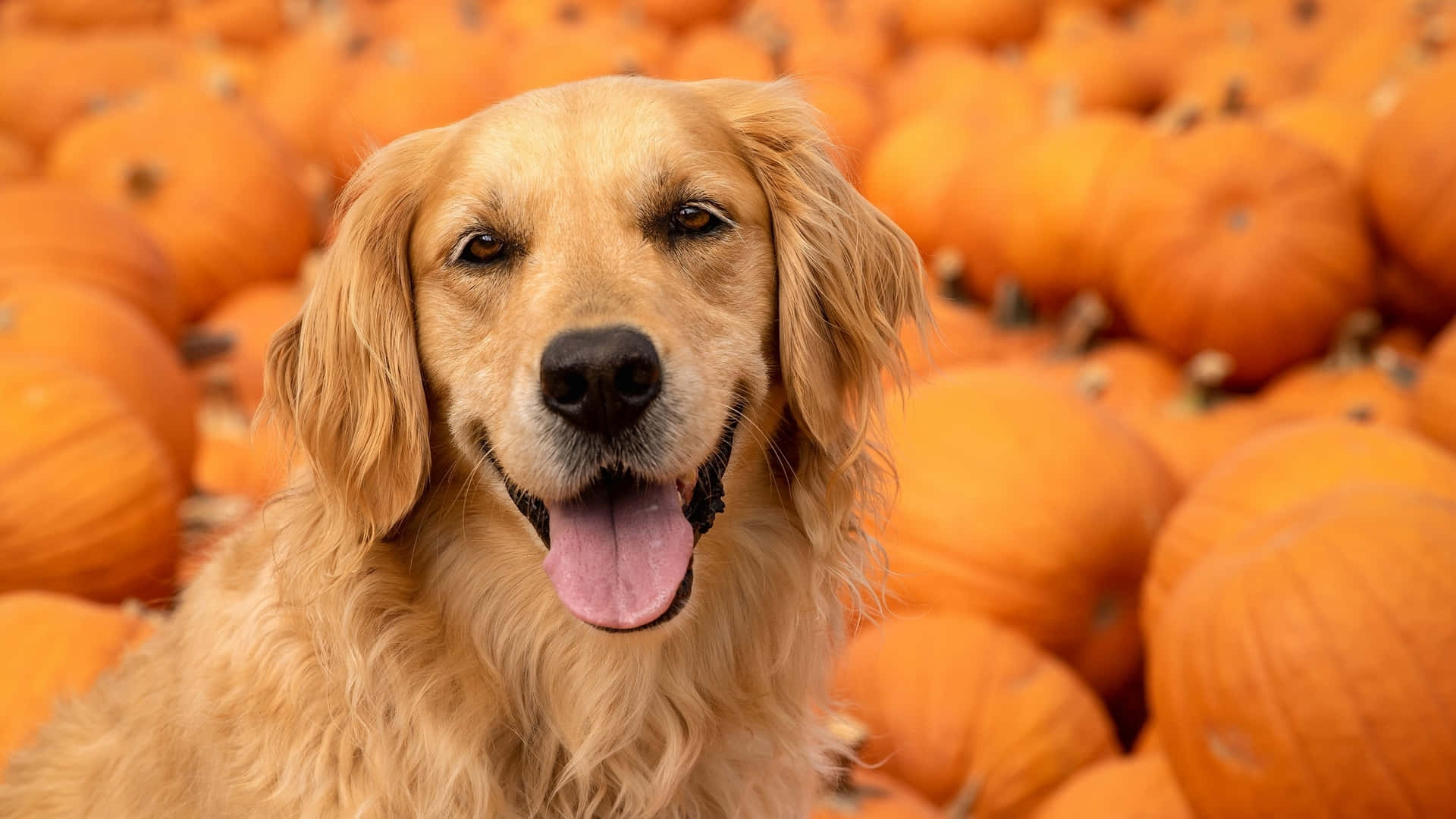 Golden Retriever Background