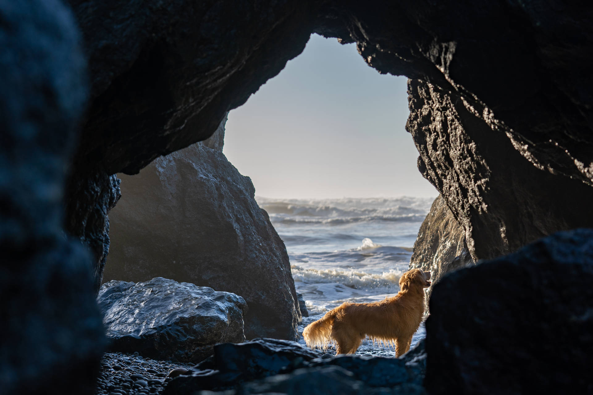 Golden Retriever Cave Shore