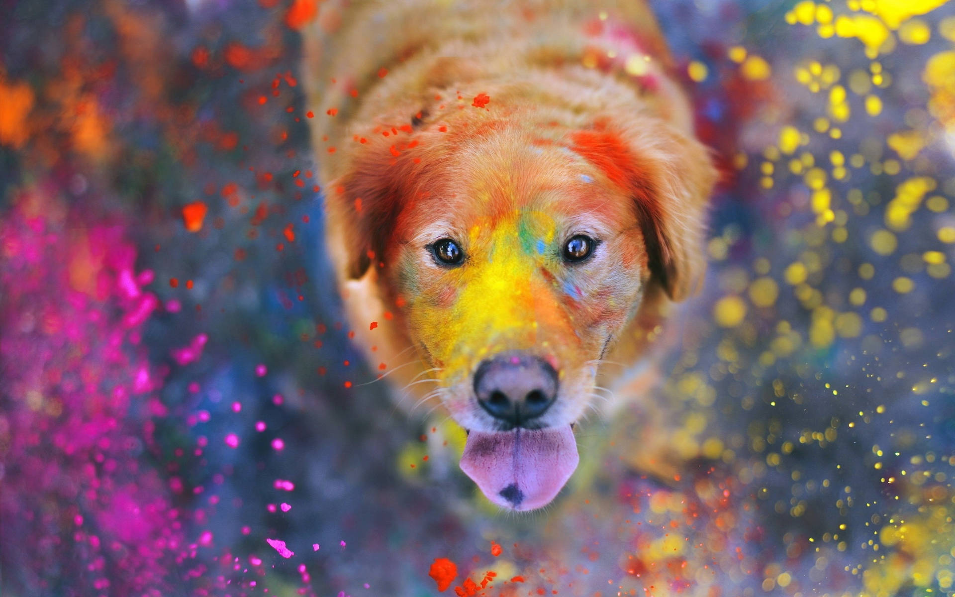 Golden Retriever Celebrating Happy Holi HD Wallpaper