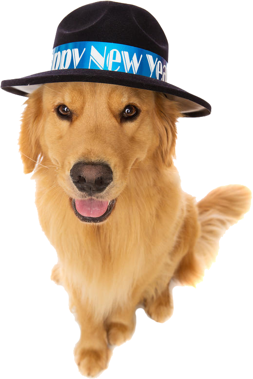 Golden Retriever Celebrating New Year PNG