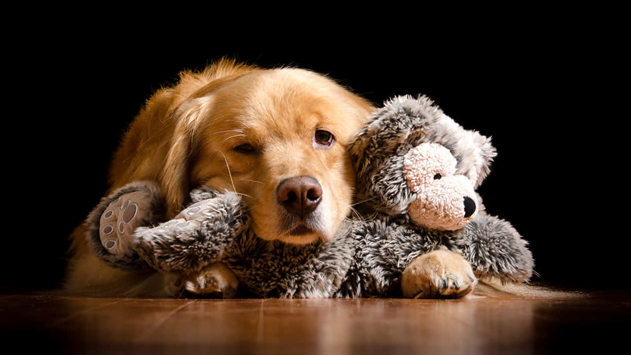 Golden Retriever Knuffel Speelgoed Achtergrond