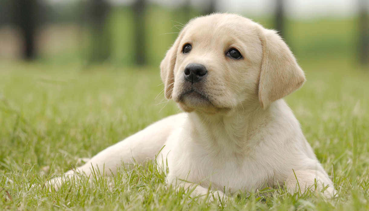 Golden Retriever Cute Dog Picture