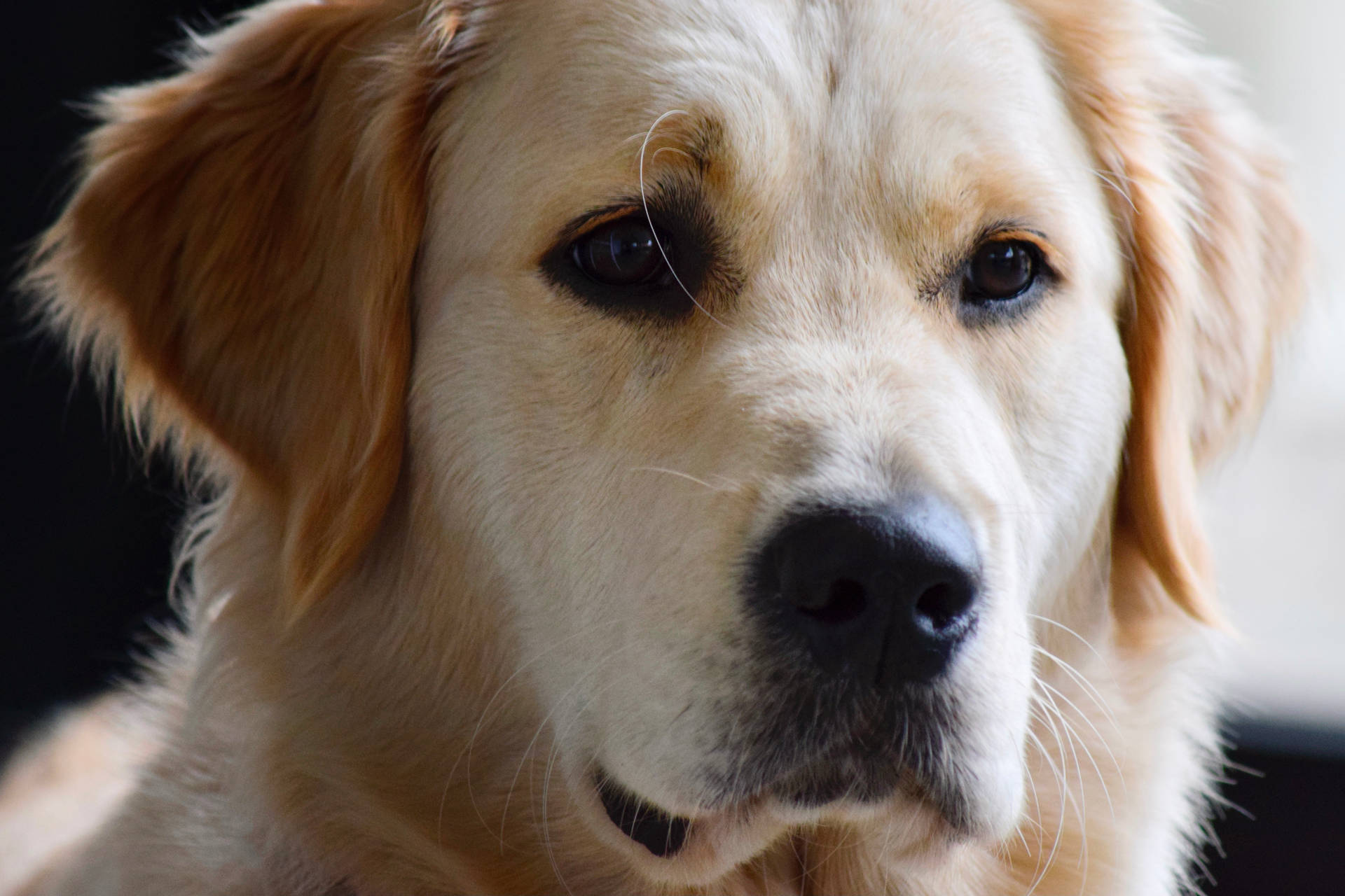 Golden Retriever Dog Close-up