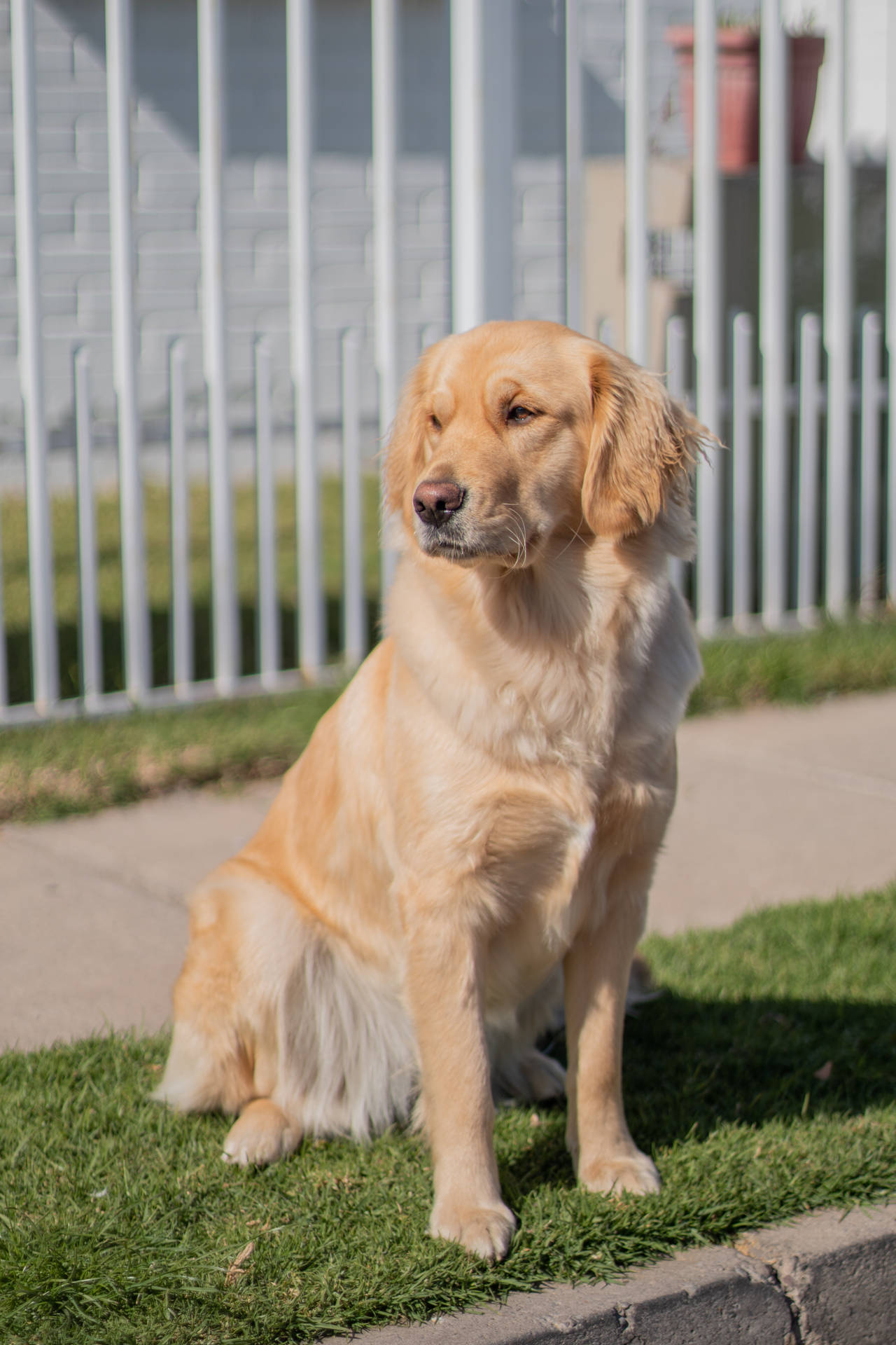 Golden Retriever Dog Sitting Upright