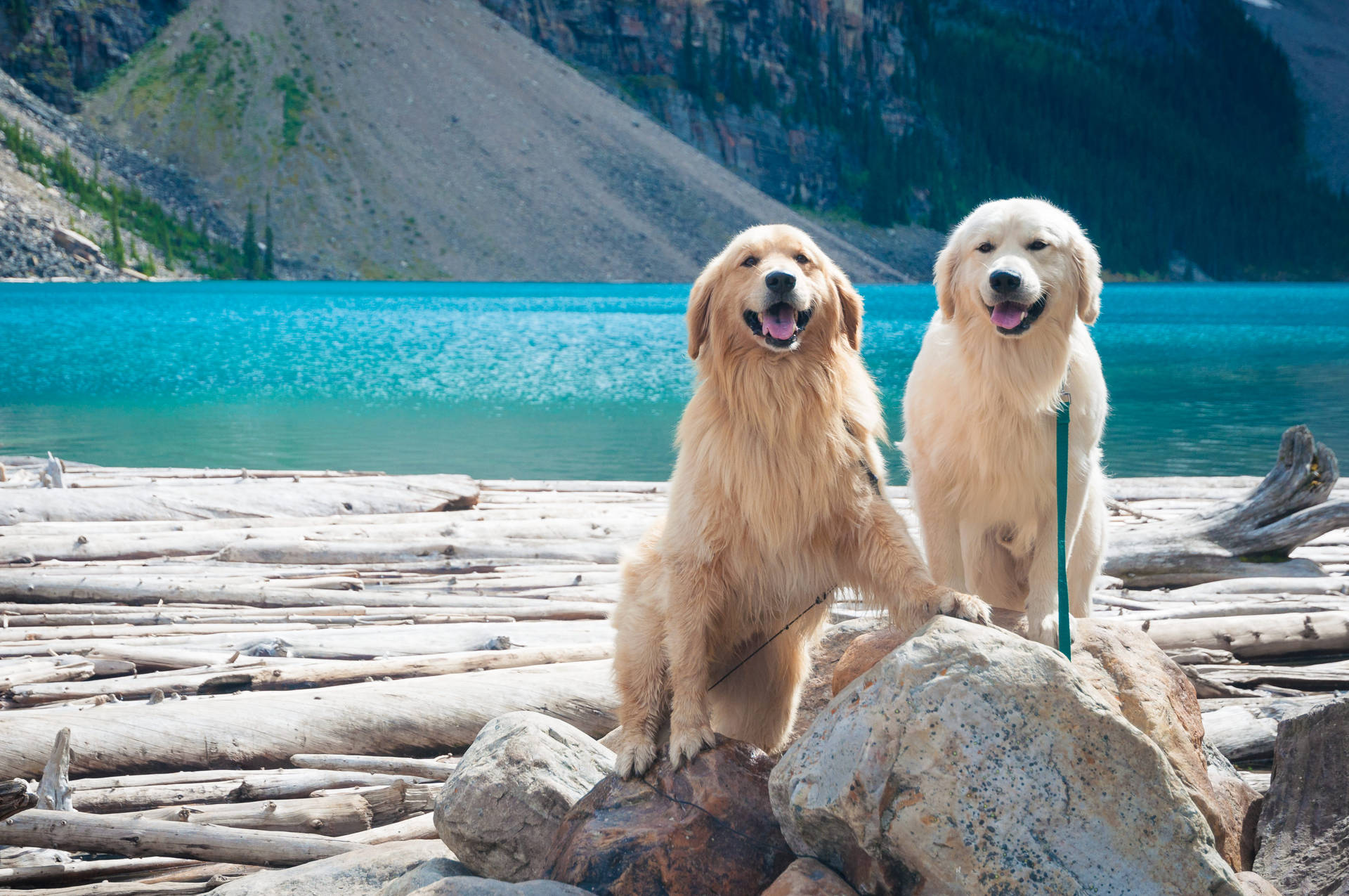 Golden Retriever Dogs On Vacation Wallpaper