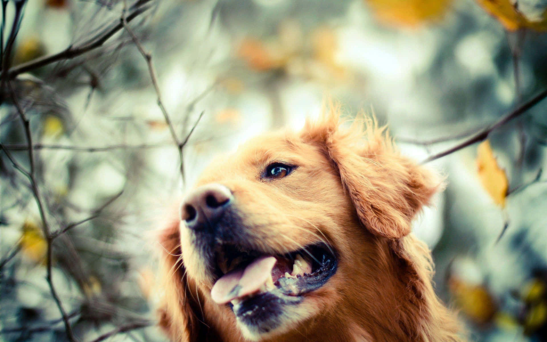 A Golden Retriever smiling in the sunshine