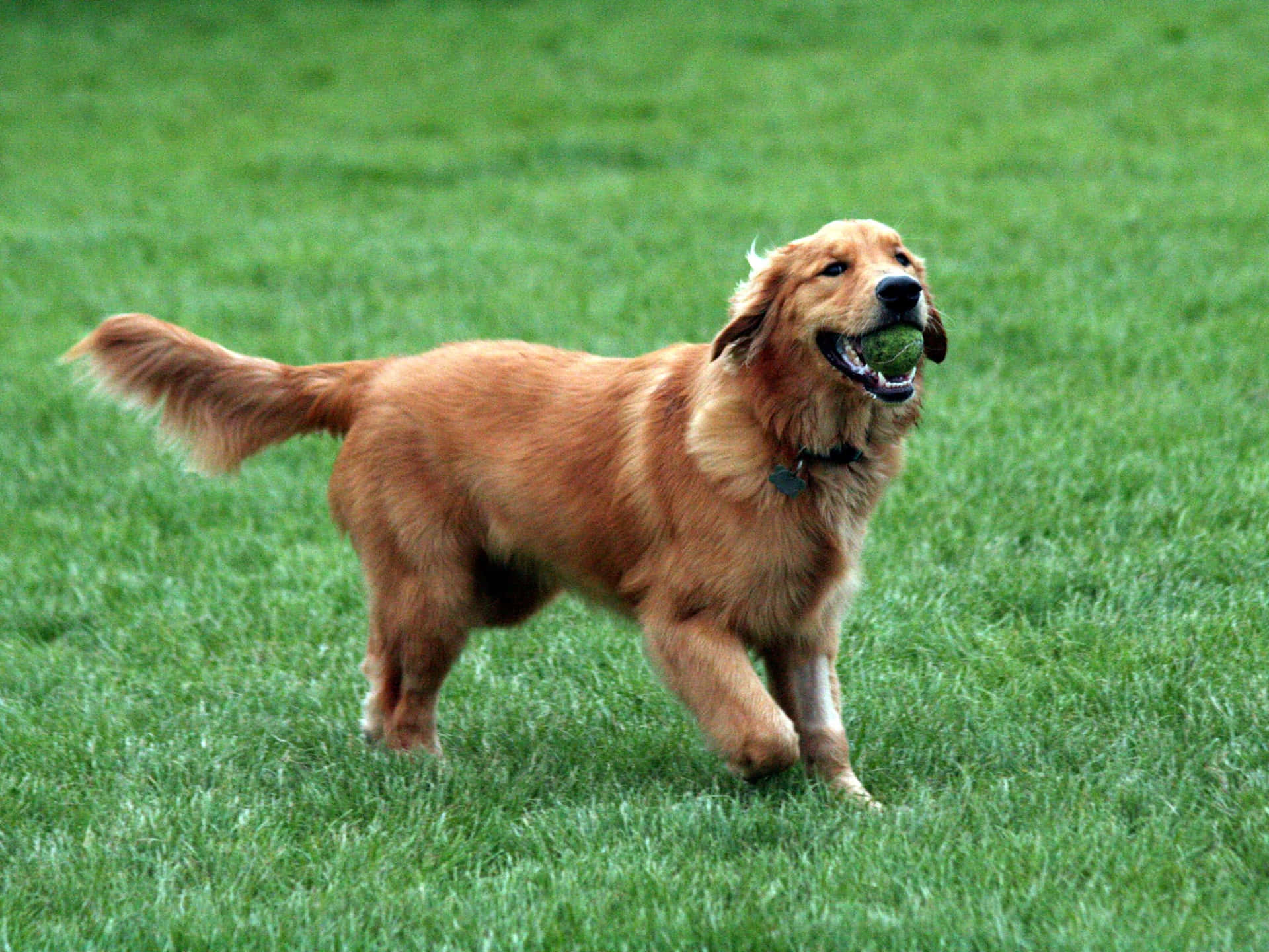 A happy golden retriever puppy smiling while taking a walk.