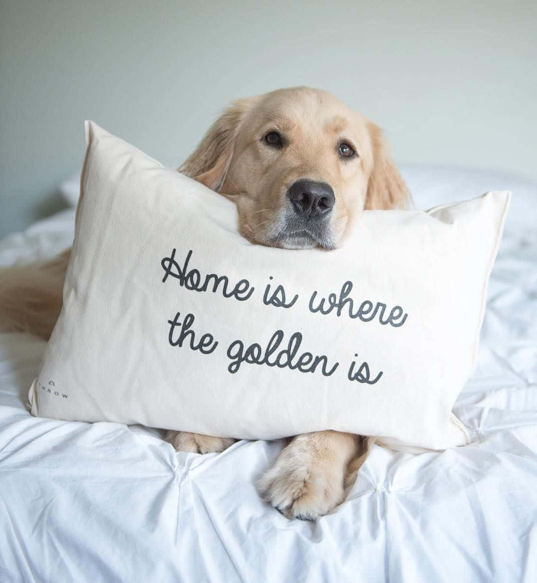 Golden Retriever Is The Perfect Family Pet