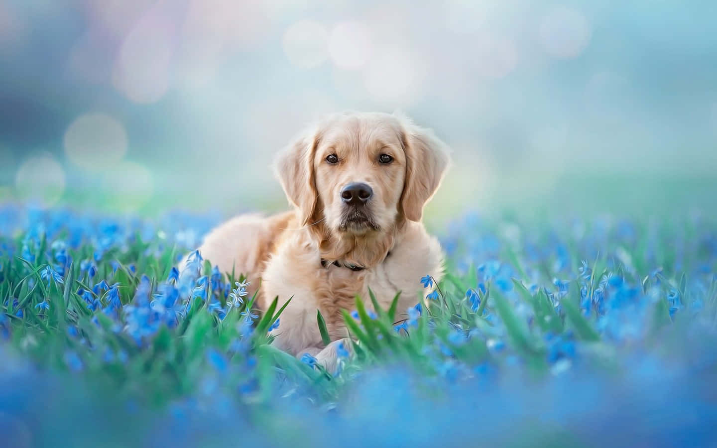 A sweet golden retriever pup.