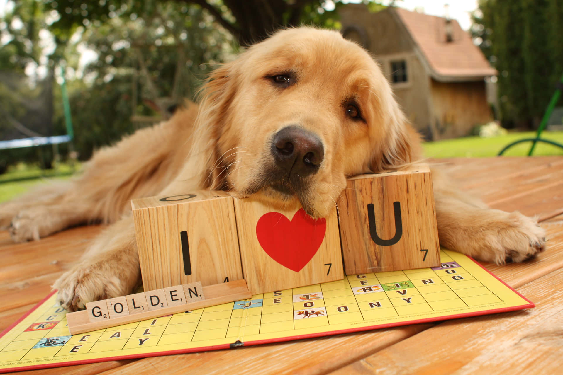 Cute and fluffy golden retriever pup