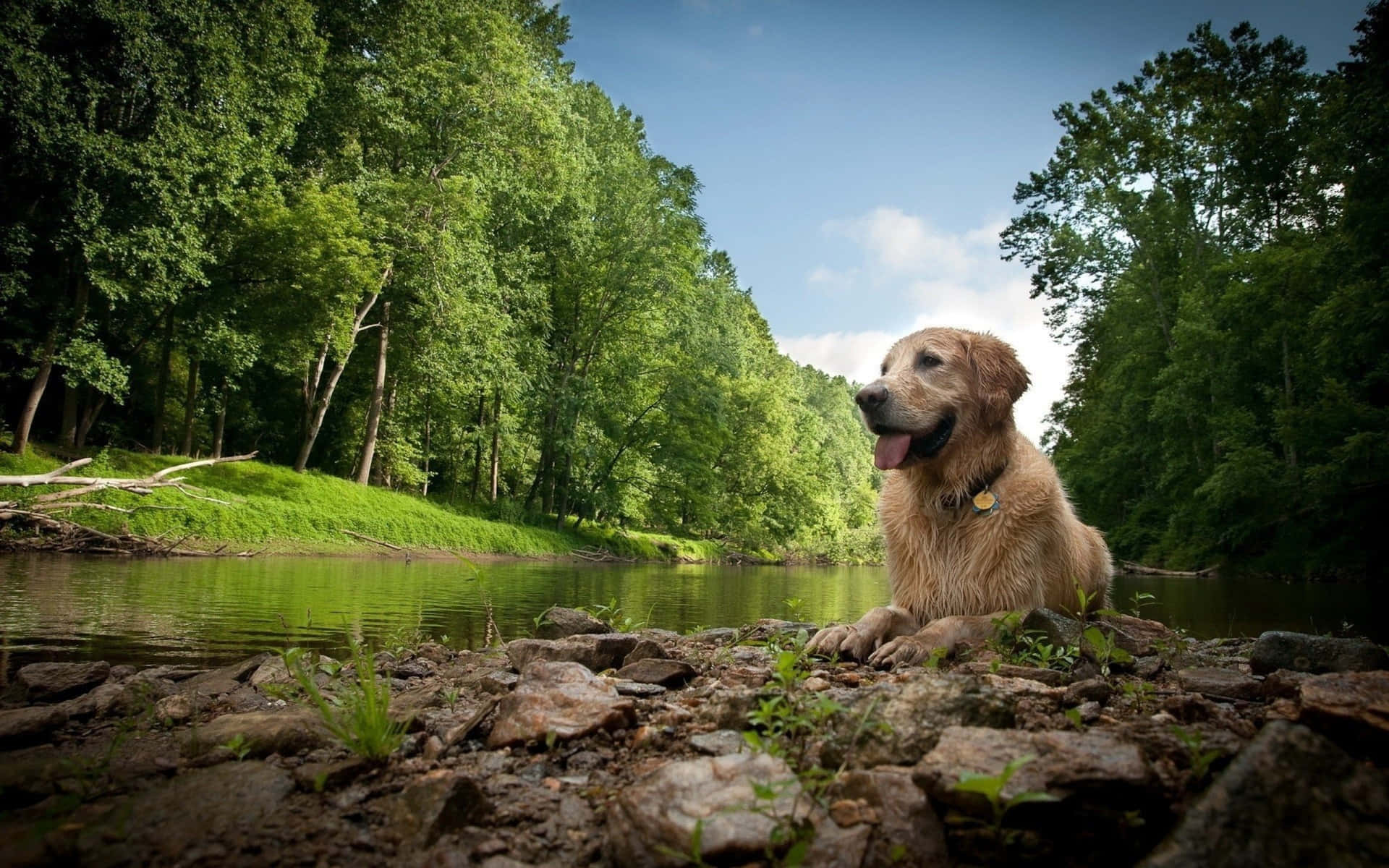 A beautiful Golden Retriever puppy looking out over a large green meadow.