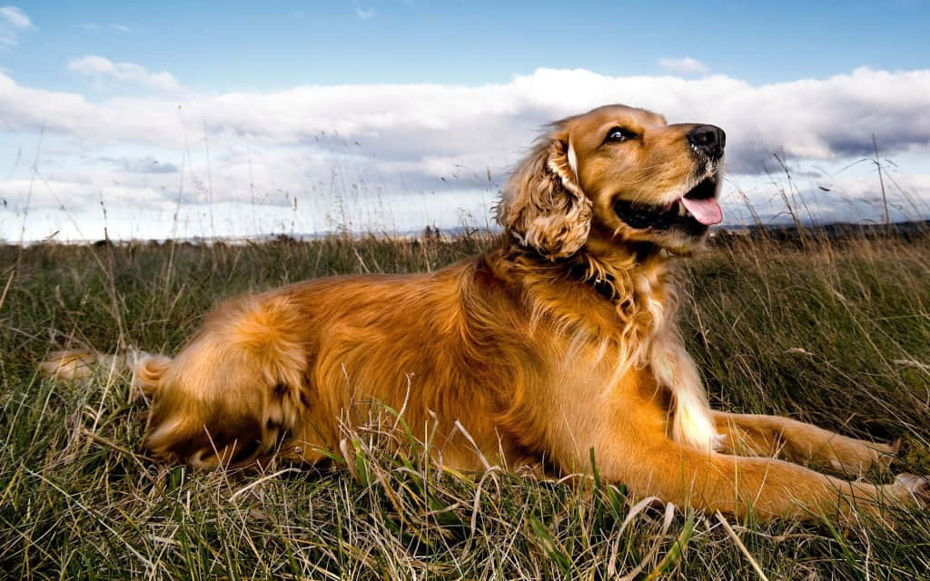 A Majestic Golden Retriever Proudly Stands Guard