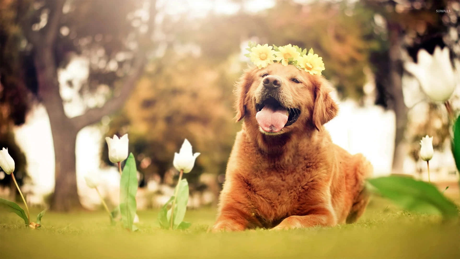 ¡unhermoso Cachorro De Golden Retriever Con La Lengua Afuera!