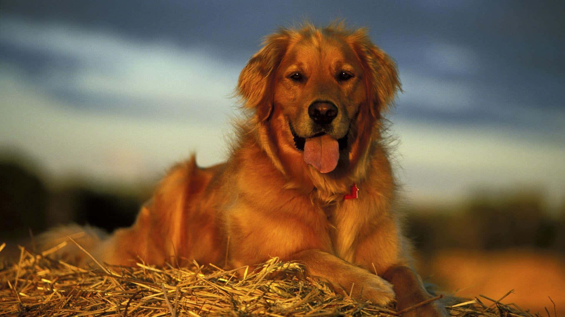 A cute guide dog, golden retriever, enjoying life in nature.