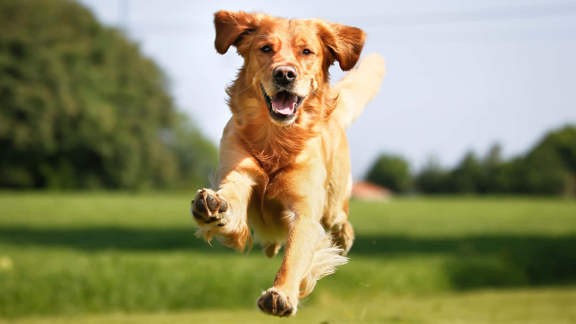 A happy golden retriever pup enjoying the summer sunshine.