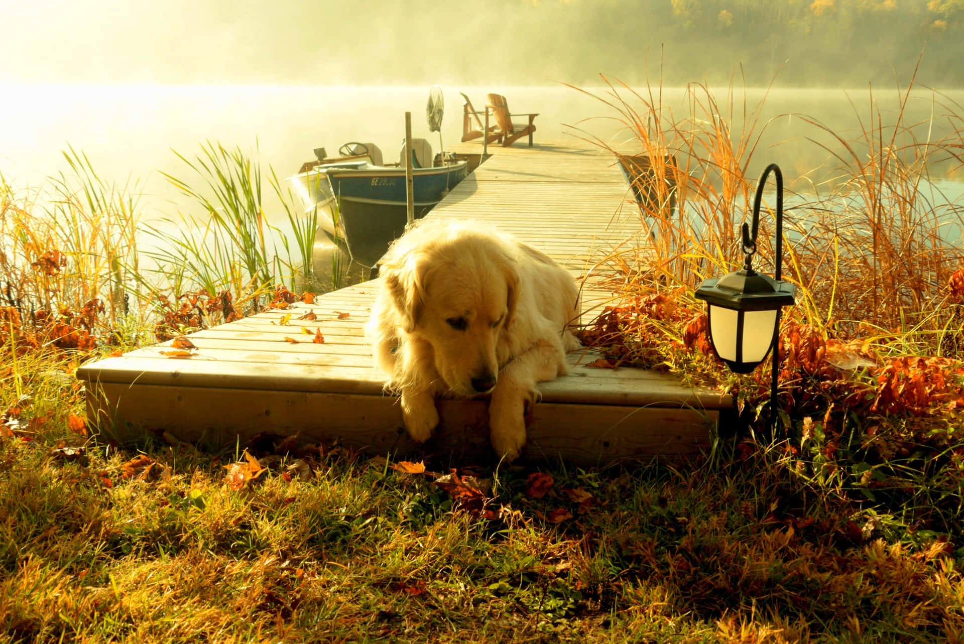 Adorable Golden Retriever puppy exploring outdoors