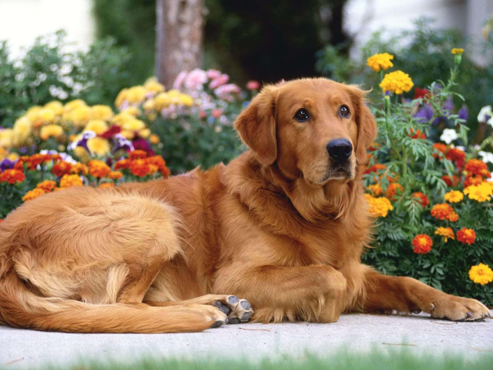 Goldenerretriever Hund Liegt Im Garten.