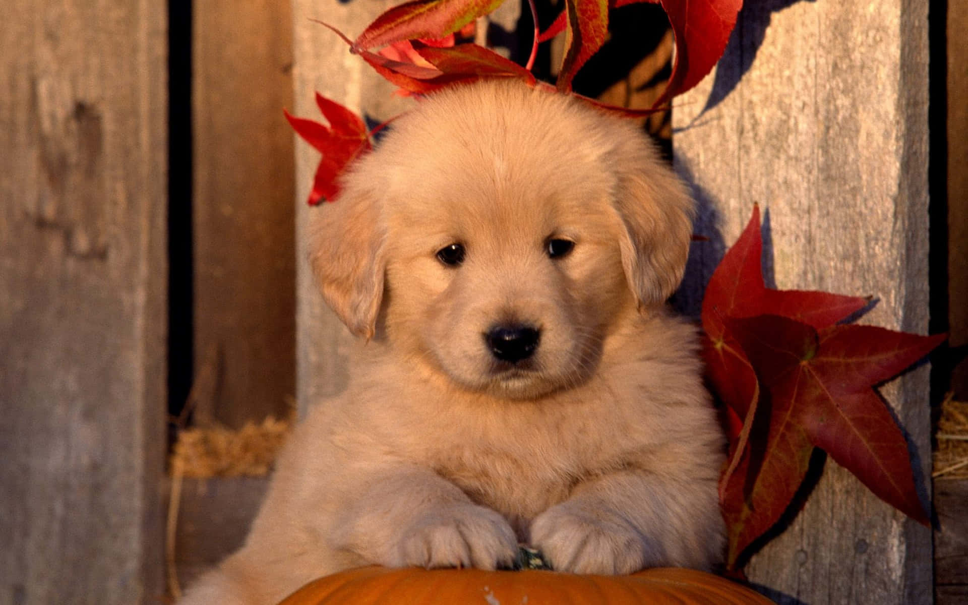 A Puppy Is Sitting On A Pumpkin