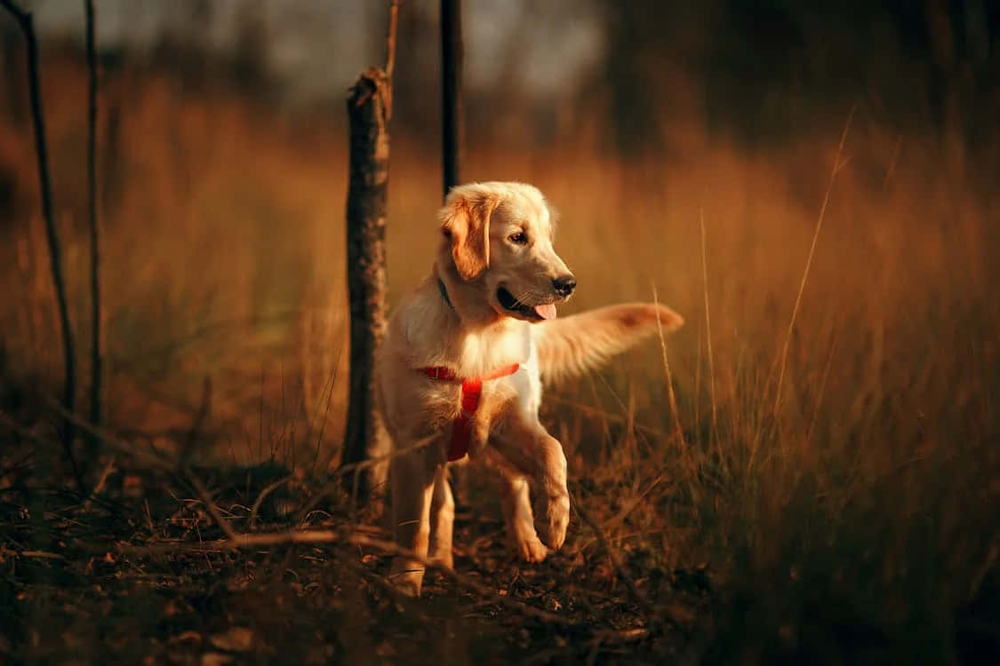 Gouden Retriever Speeltijd Buiten.jpg Achtergrond