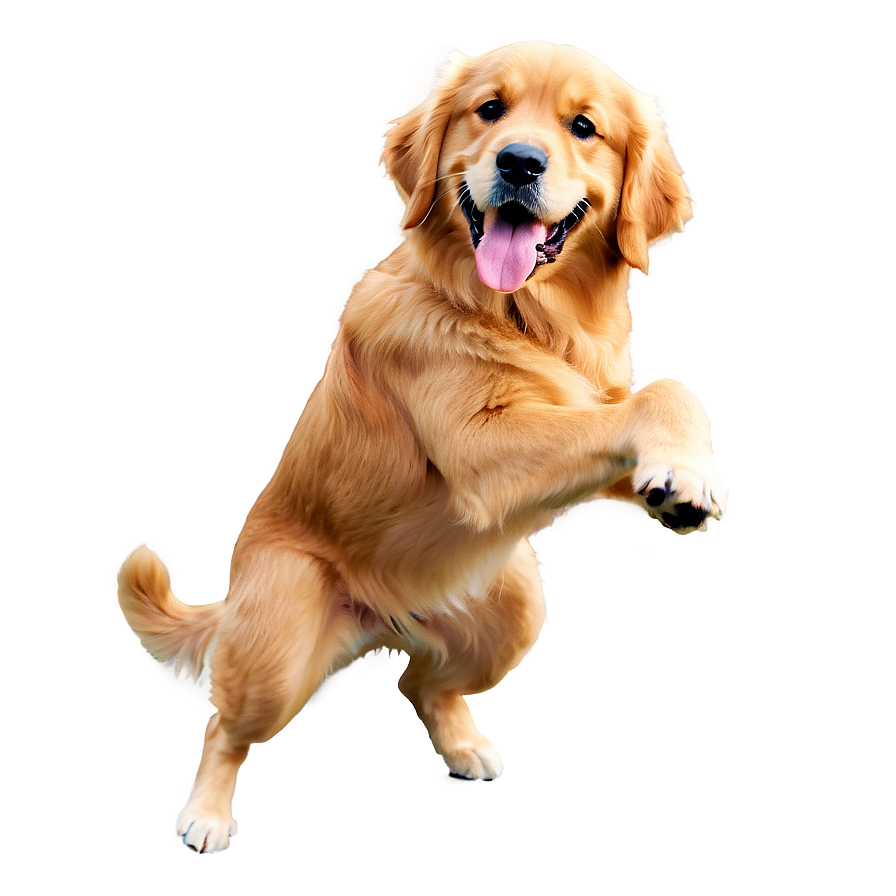 Golden Retriever Png 04292024 PNG