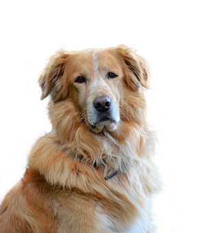 Golden Retriever Portrait Black Background PNG