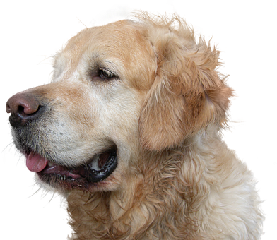 Golden Retriever Profile Portrait PNG