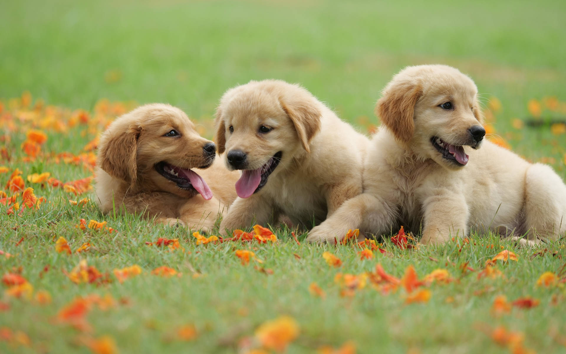 Golden Retriever Puppies At Spring Wallpaper