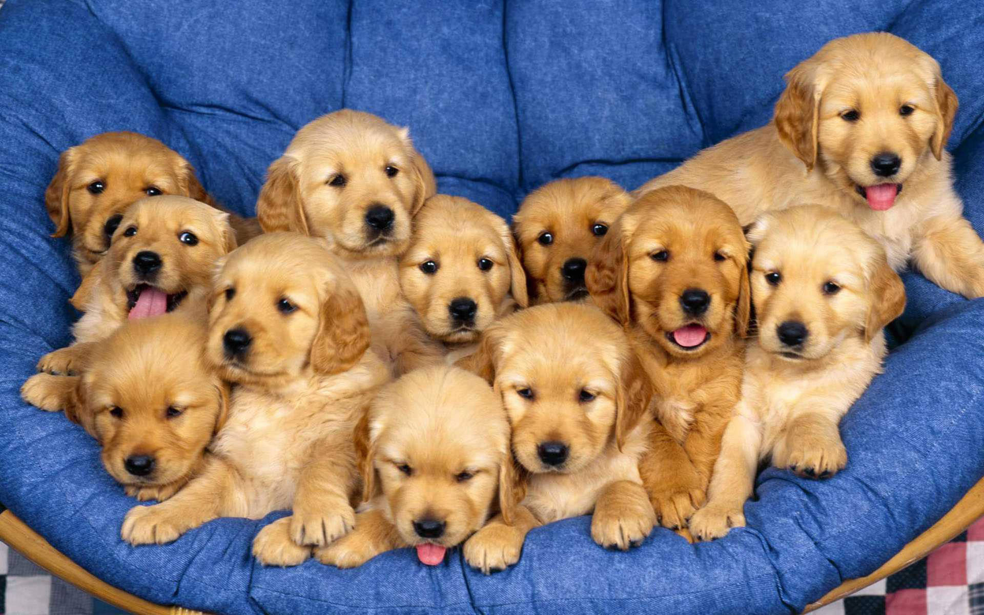 Cachorrosde Golden Retriever En El Sofá Fondo de pantalla
