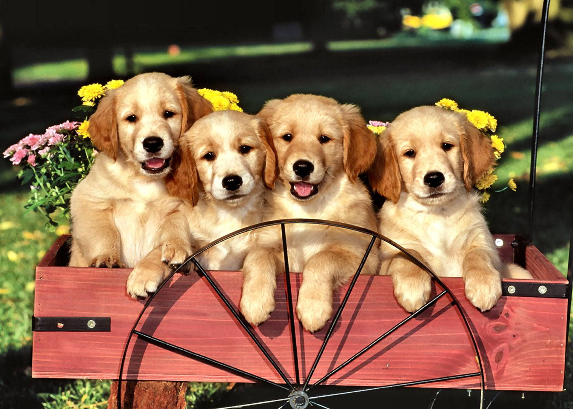 Adorable Golden Retriever Puppies in a Wagon Wallpaper