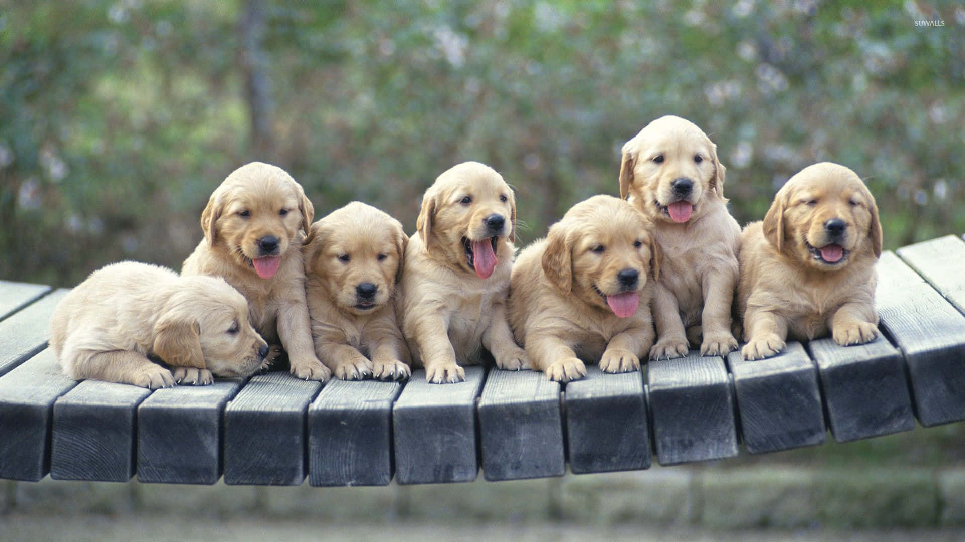 Explore the world with this Golden Retriever Puppy Wallpaper