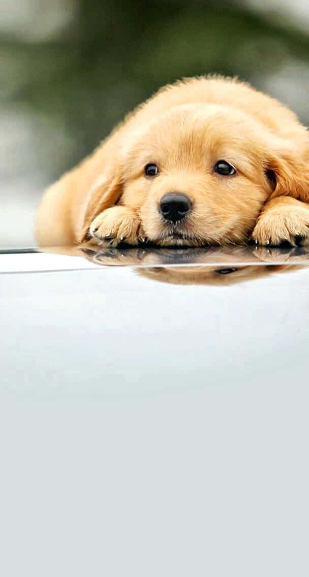 Imagende Un Adorable Cachorro De Golden Retriever Divirtiéndose Al Aire Libre. Fondo de pantalla