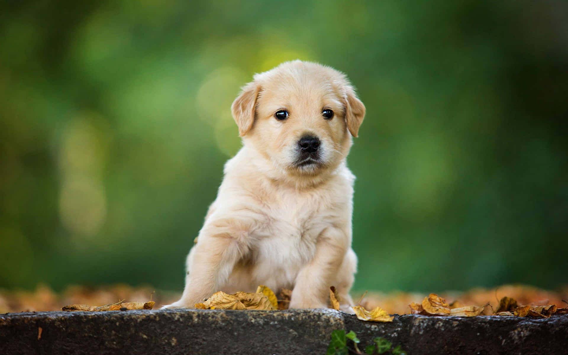 Adorable Golden Retriever Puppy in Mid-Yawn Wallpaper