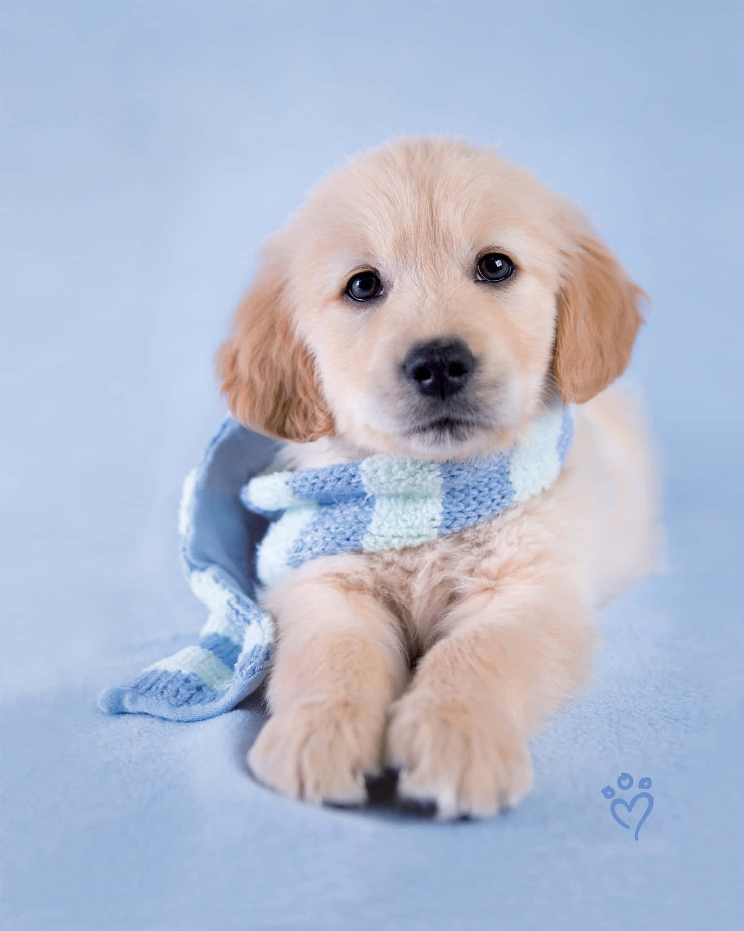 Uncucciolo Esuberante Di Golden Retriever Pieno Di Curiosità Sfondo