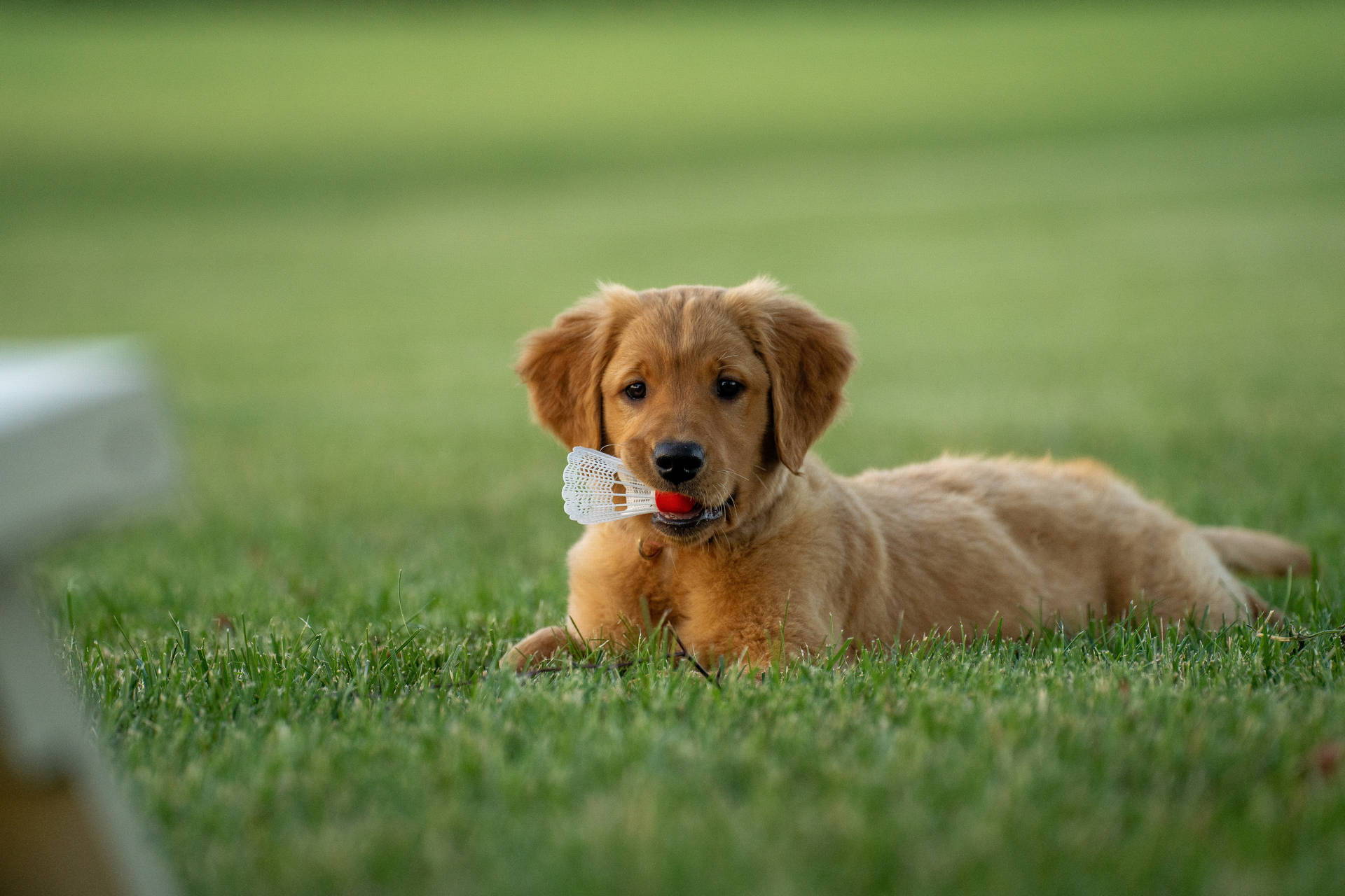Golden Retriever Puppy At Field Wallpaper