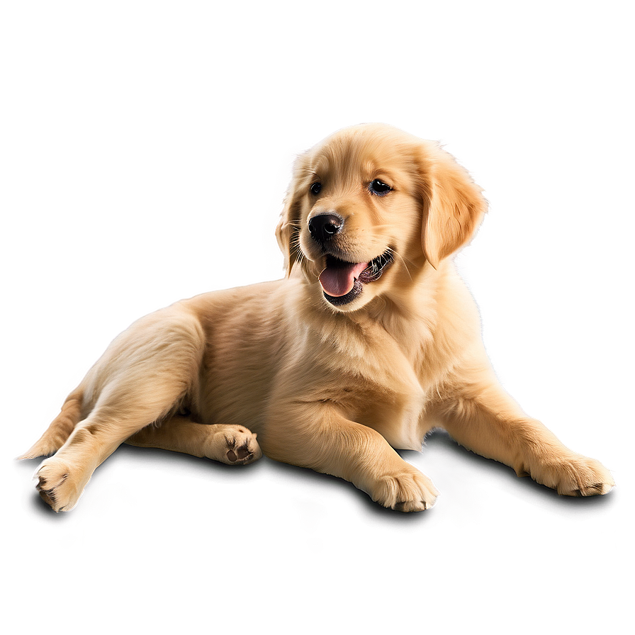 Golden Retriever Puppy C PNG