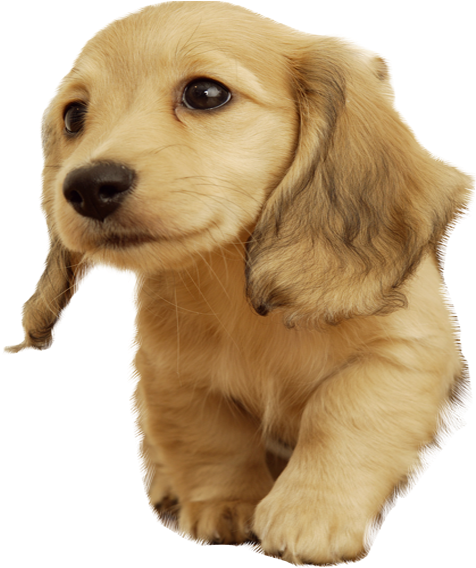 Golden Retriever Puppy Cute Pose PNG