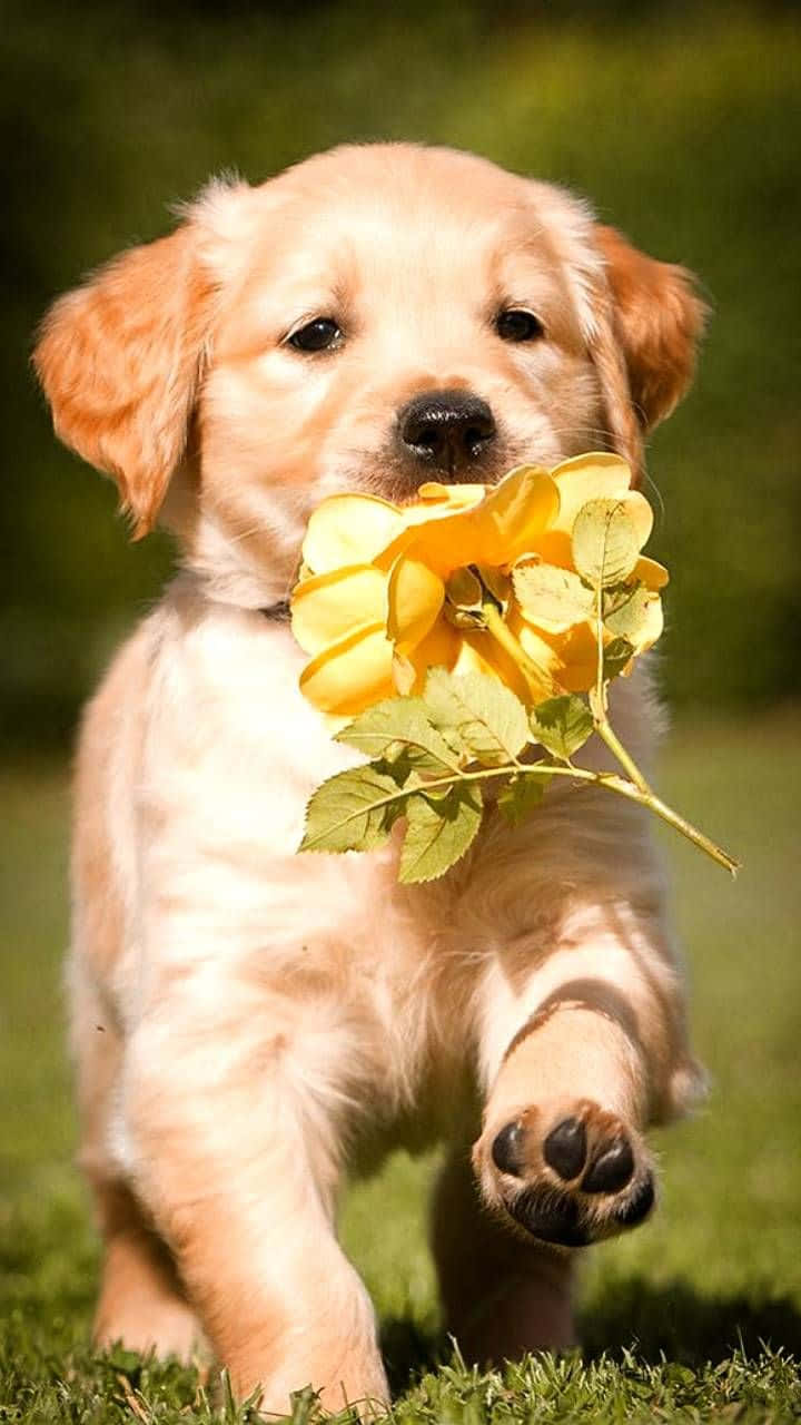 500 Golden Retriever Pictures HD  Download Free Images on Unsplash