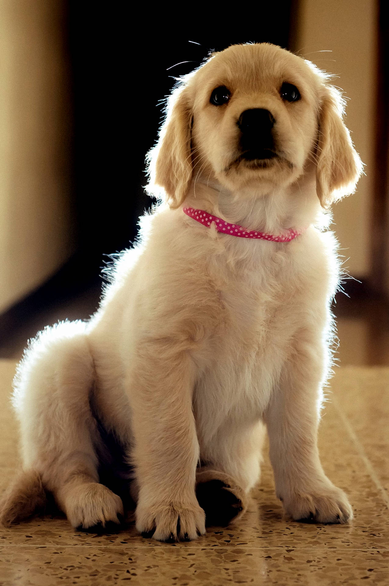 Golden Retriever Puppy Dotted Collar Wallpaper