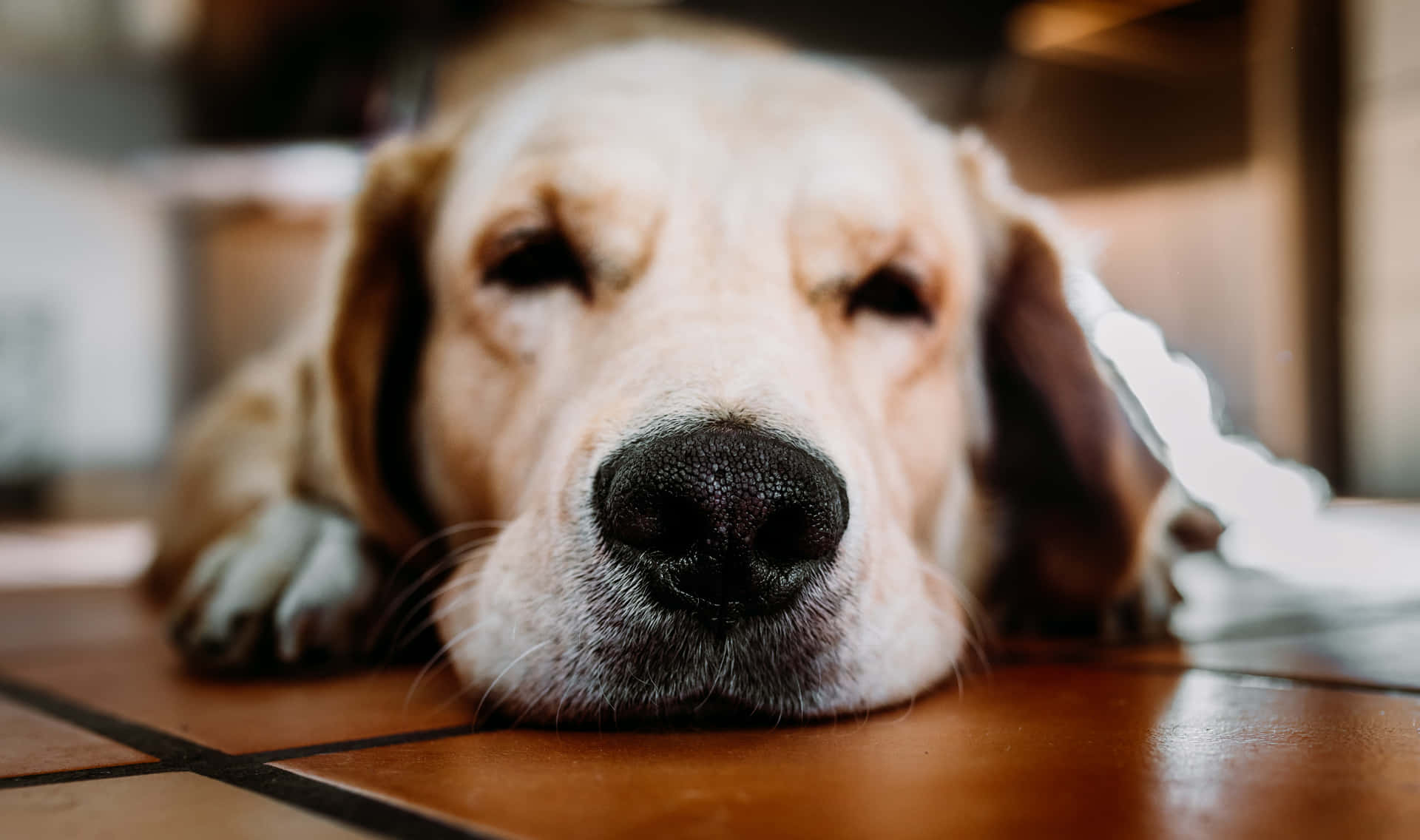 Adorabilecucciolo Di Golden Retriever Giocoso Sfondo