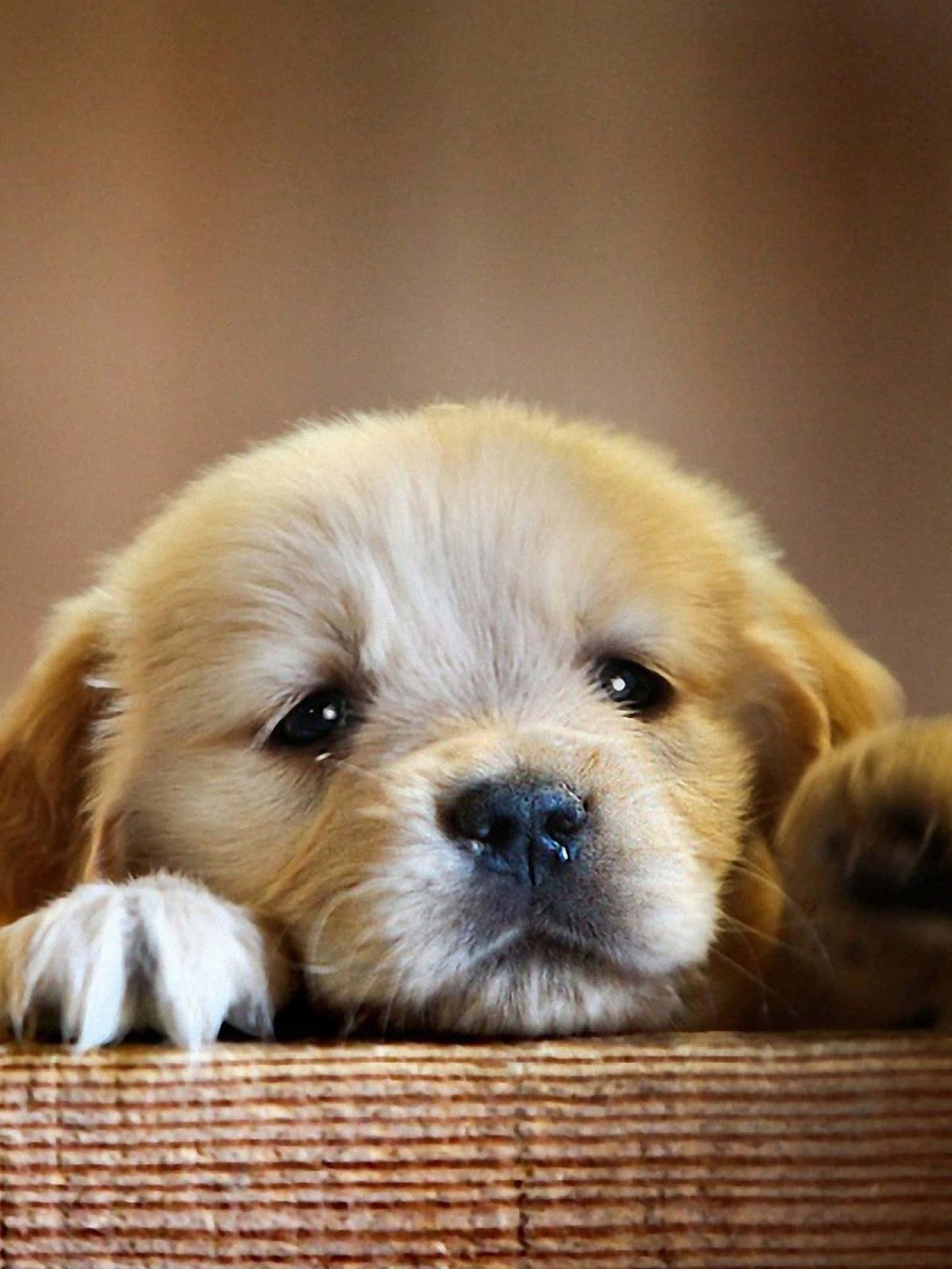 Adorable Golden Retriever Puppy Spreading Cuteness and Joy Everywhere Wallpaper