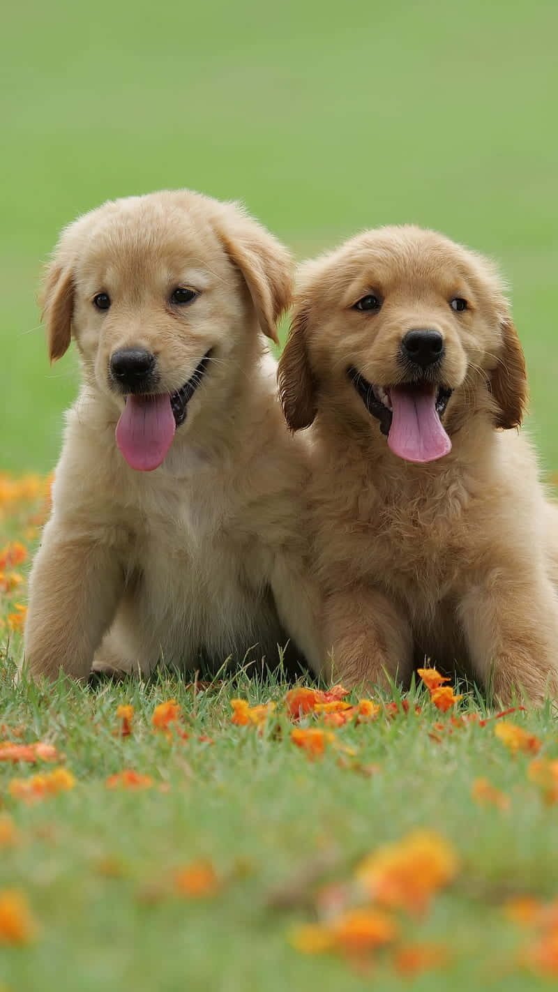 Adorable Golden Retriever Puppy Wallpaper