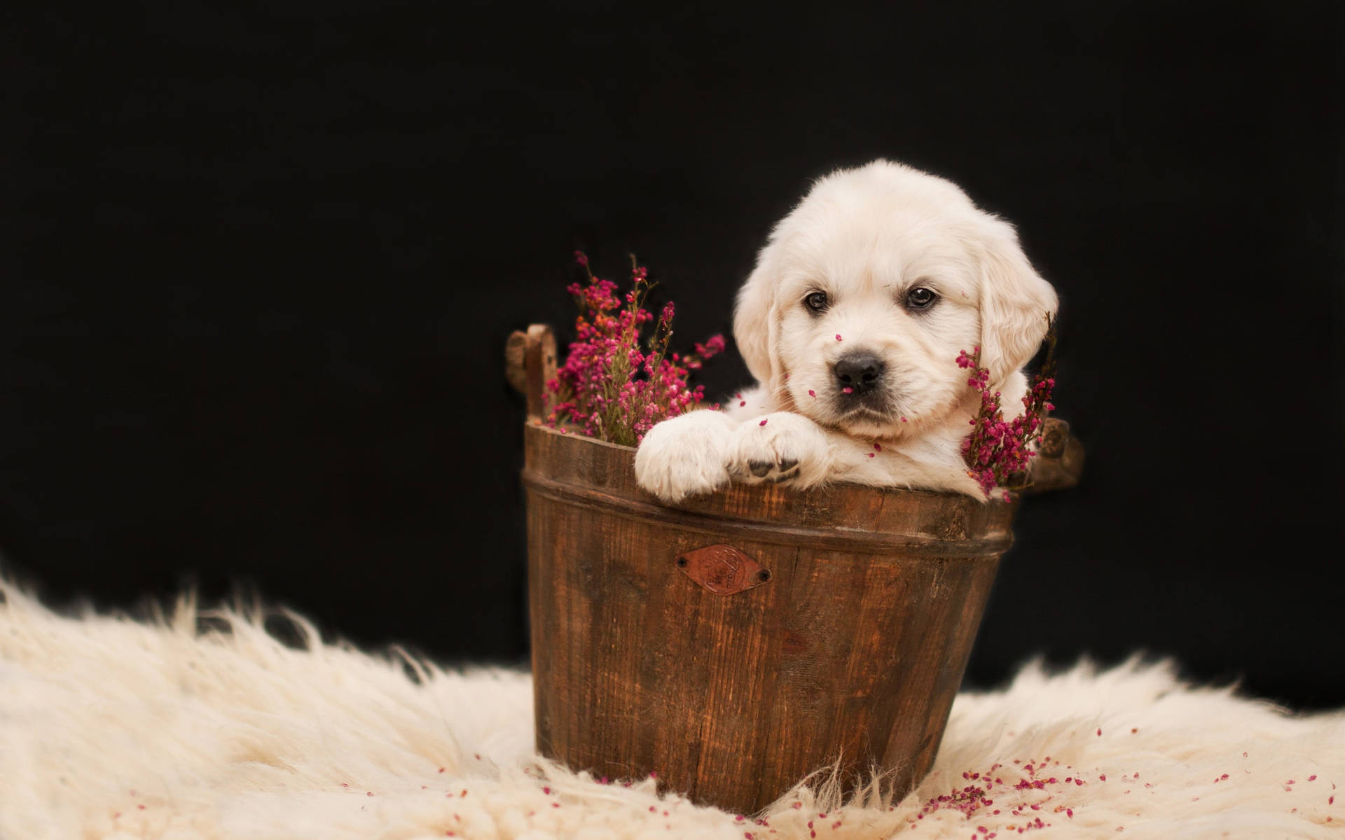 Golden Retriever Puppy In Bucket Wallpaper