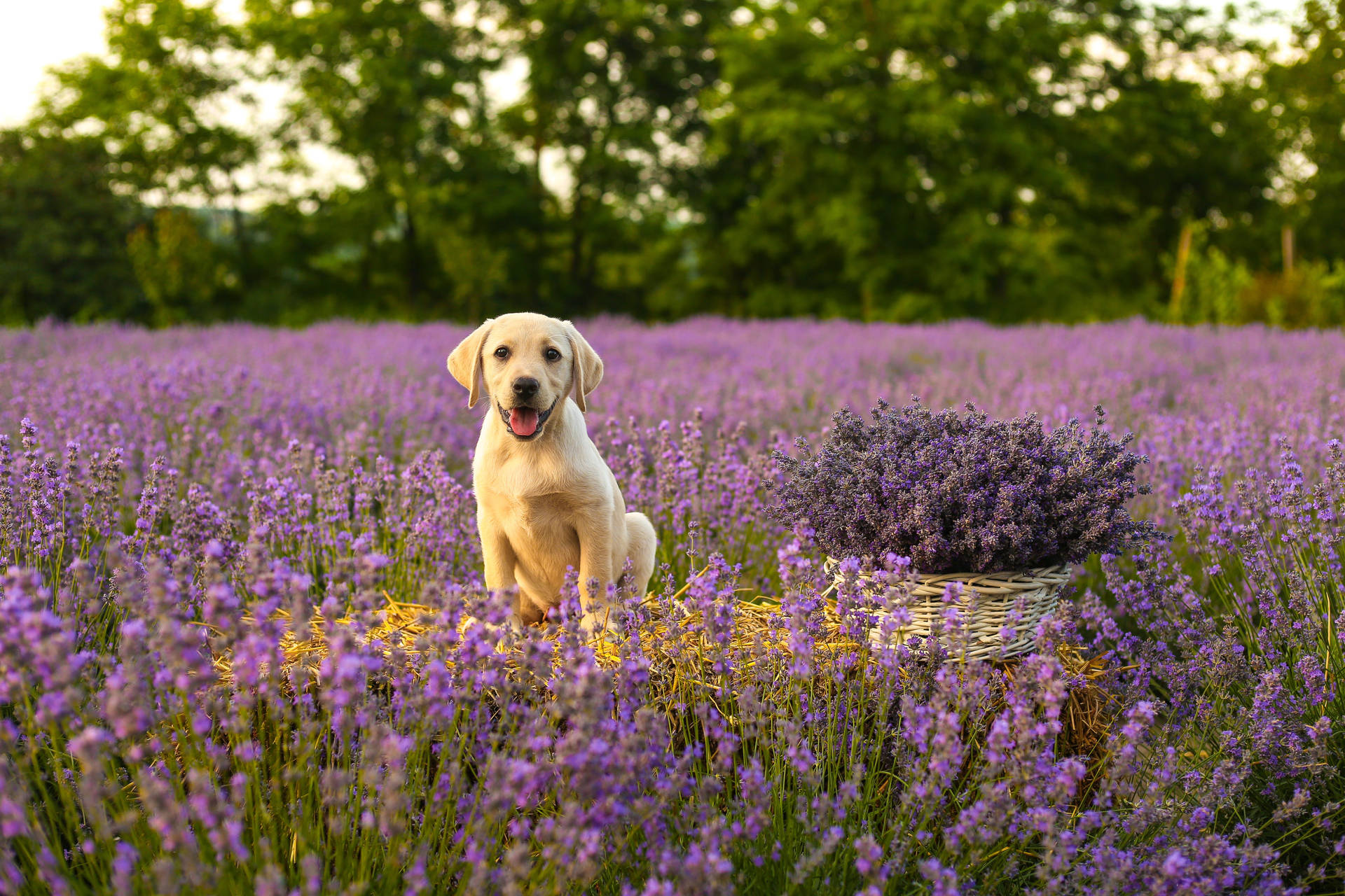 Golden Retriever Puppy Lavender Field Wallpaper