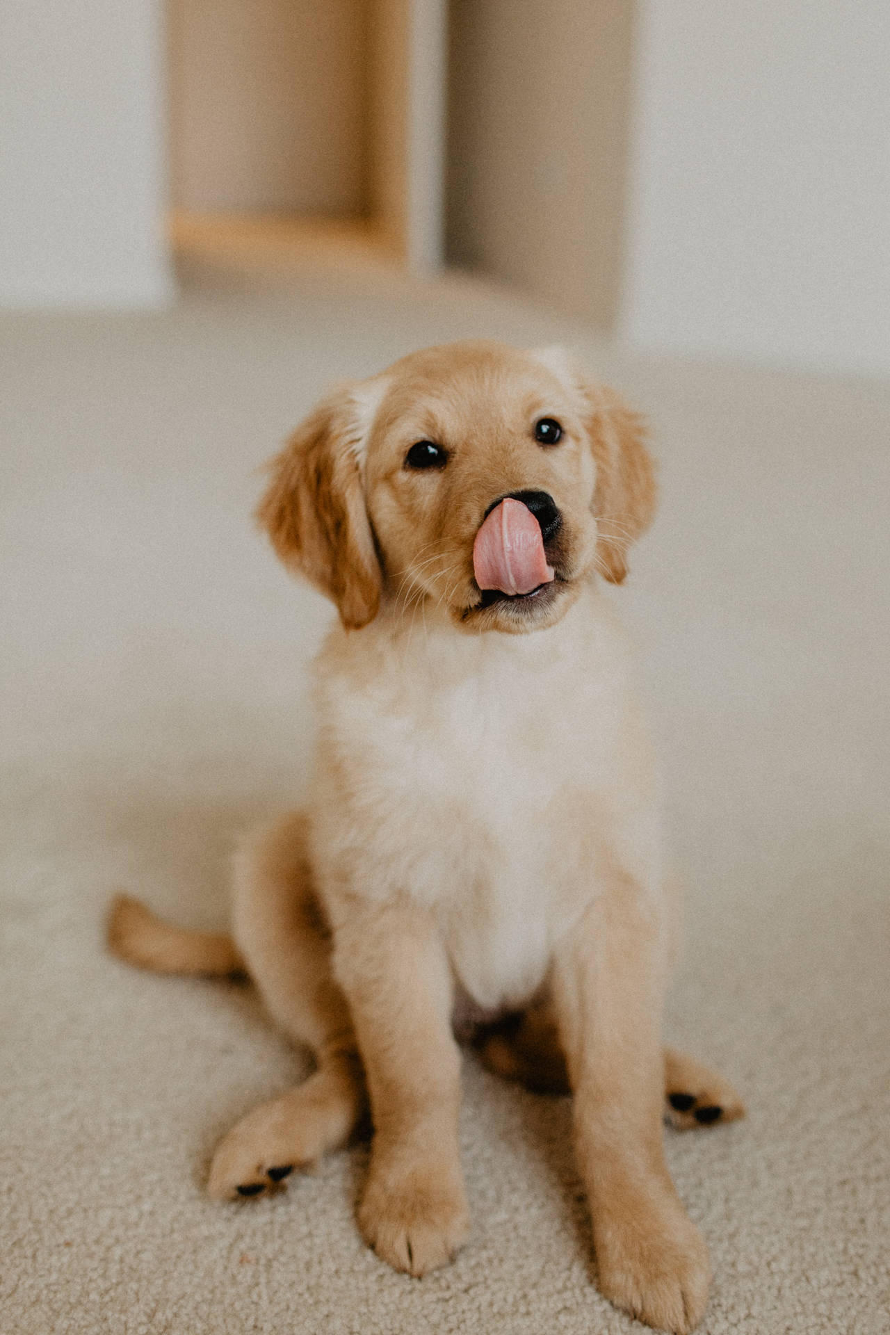 Golden Retriever Puppy Licking Face