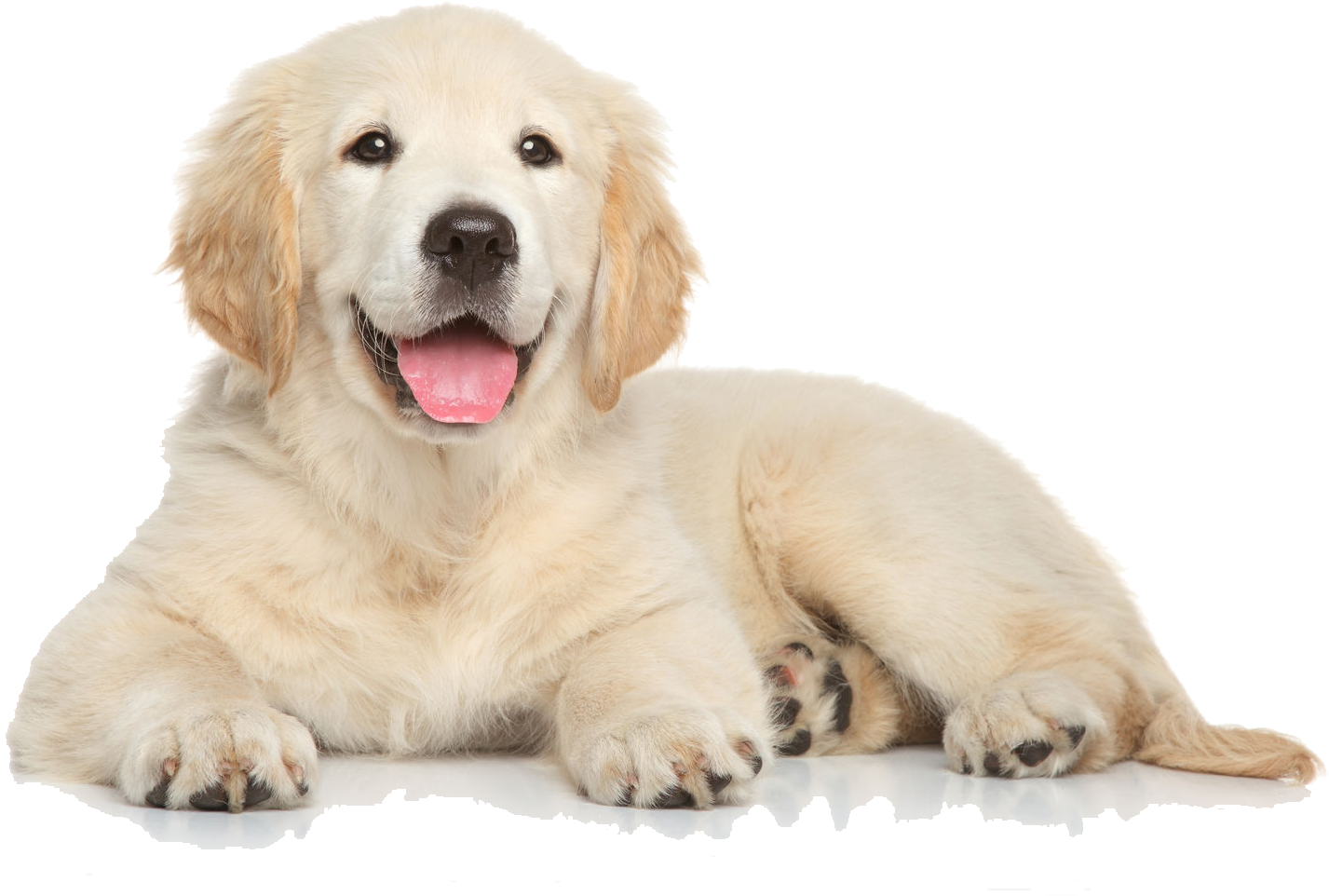 Golden Retriever Puppy Lying Down.png PNG