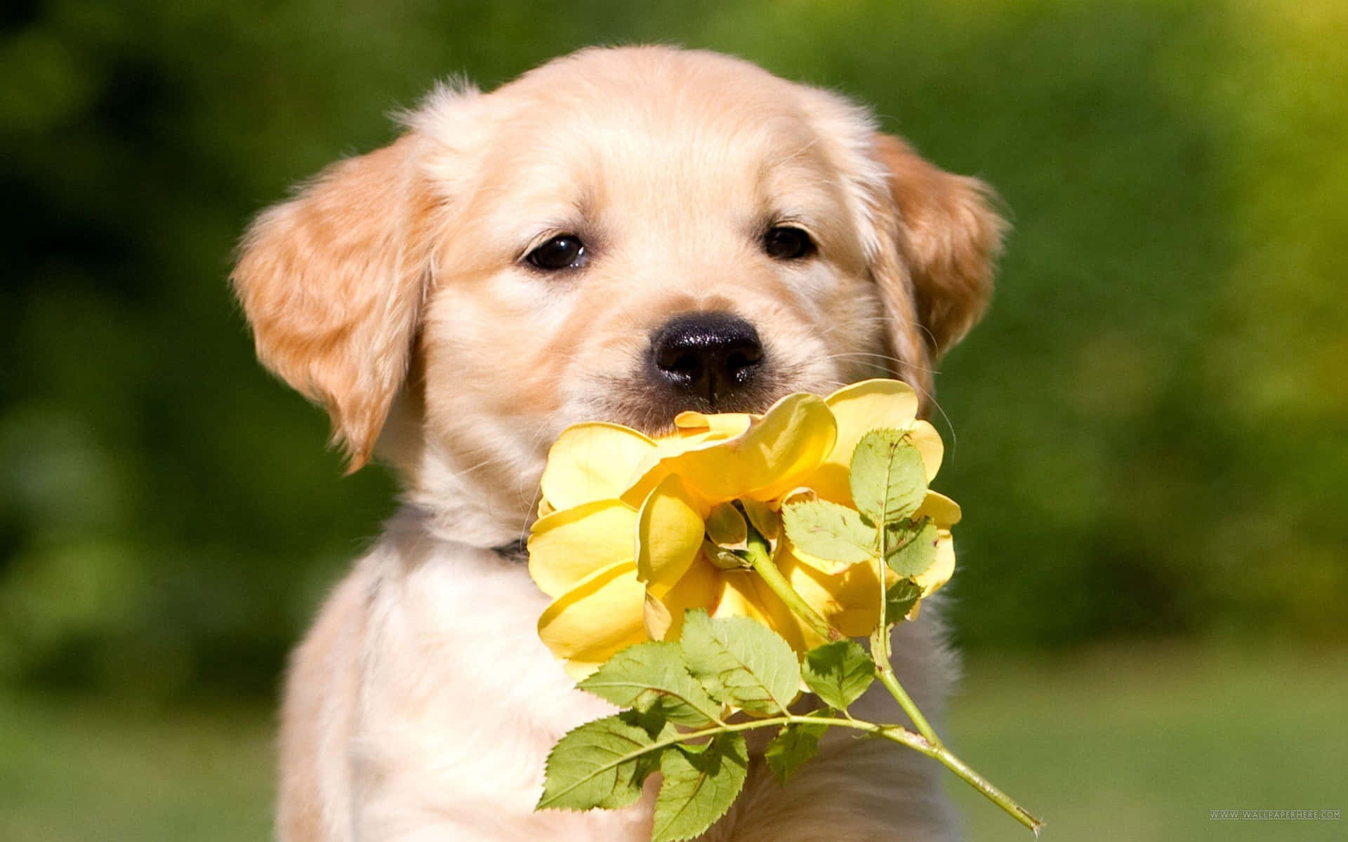 All Smiles! A Golden Retriever Puppy Playfully Smiling Wallpaper