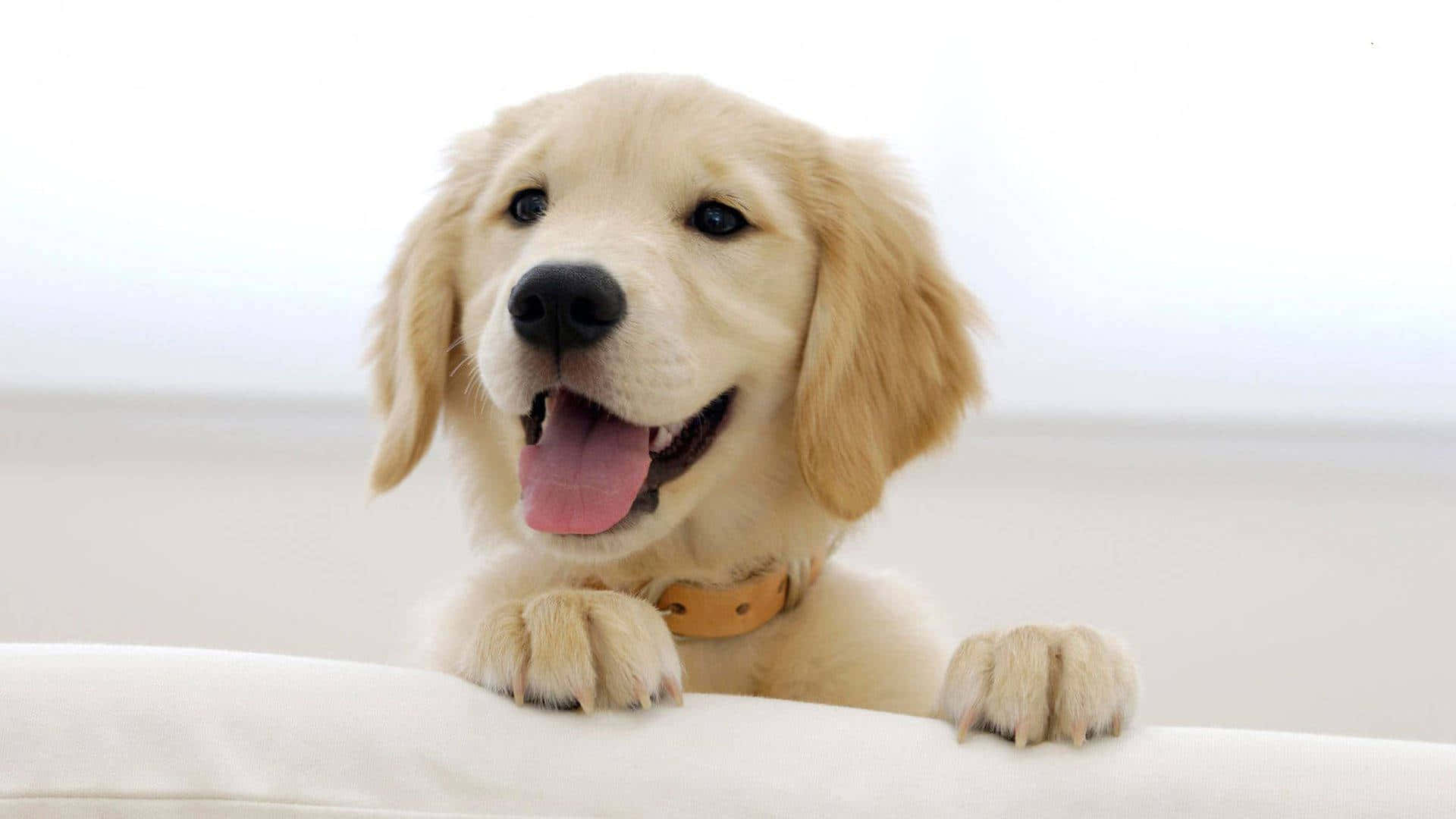 A young golden retriever puppy looking up at the camera and being curious Wallpaper