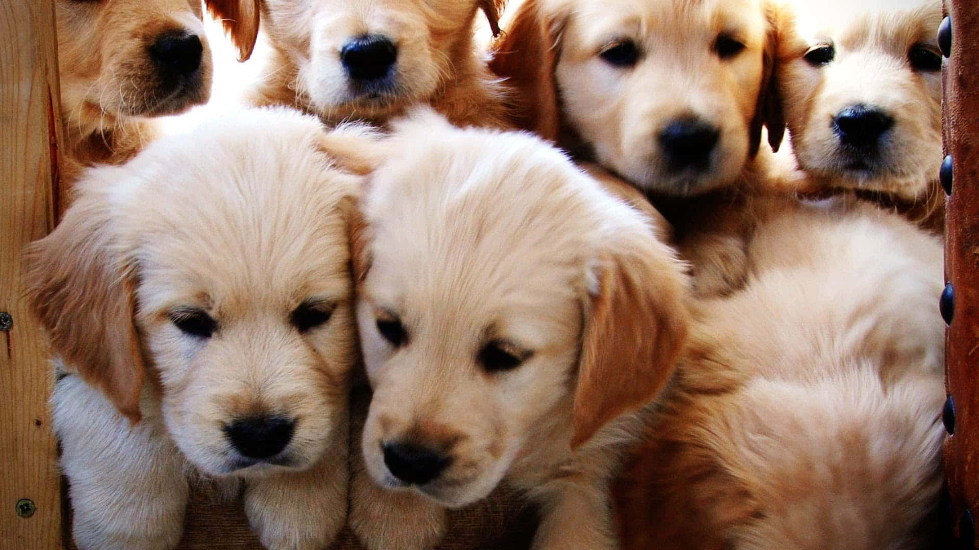 Golden Retriever Puppy Siblings Picture